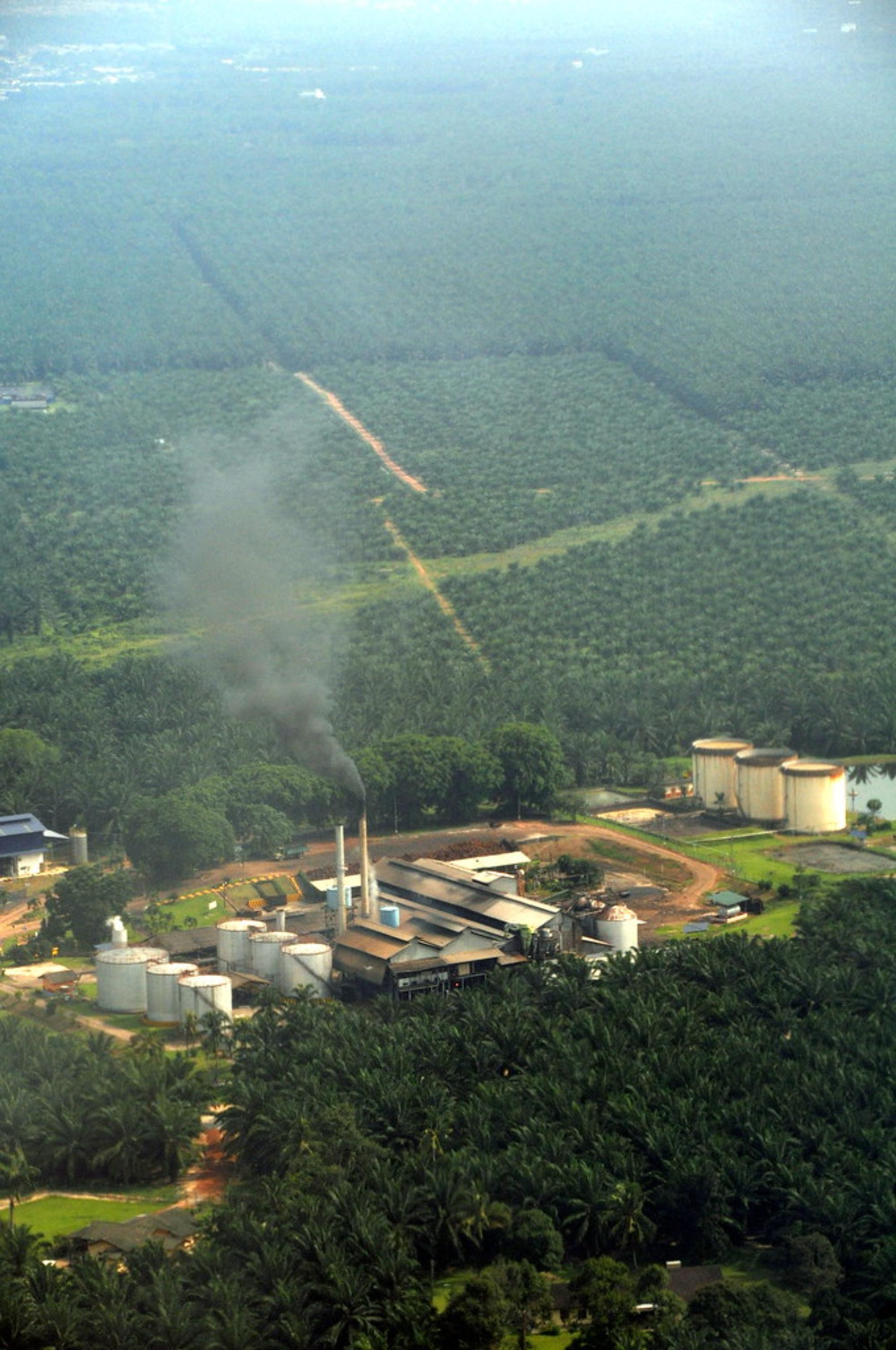 Plantación aceite de palma Malasia